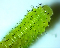 Periclista
