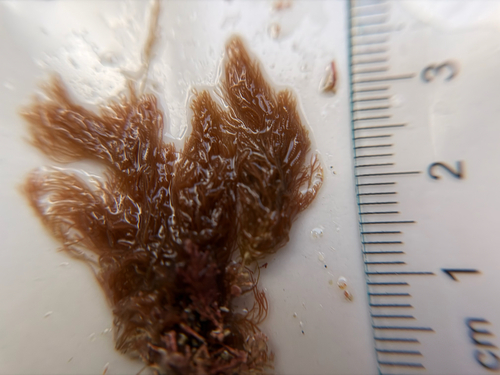 Centroceras clavulatum observed 2026-06-09