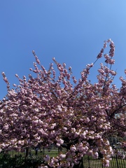 Prunus serrulata