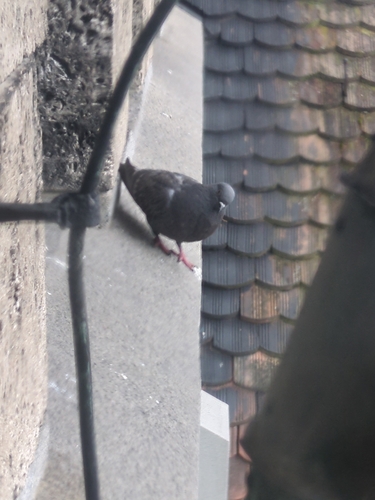 Feral Pigeon