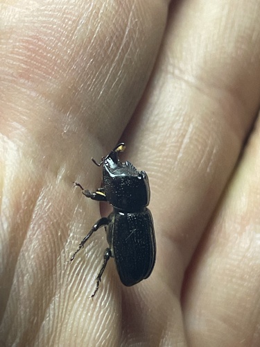 Horned Stag Beetle