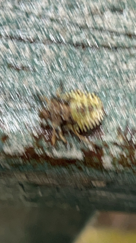 Forest Bug