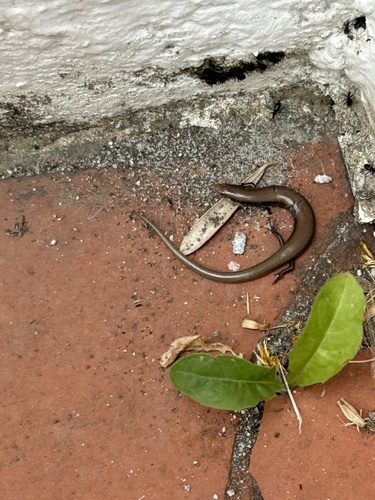 Bedriaga's Skink