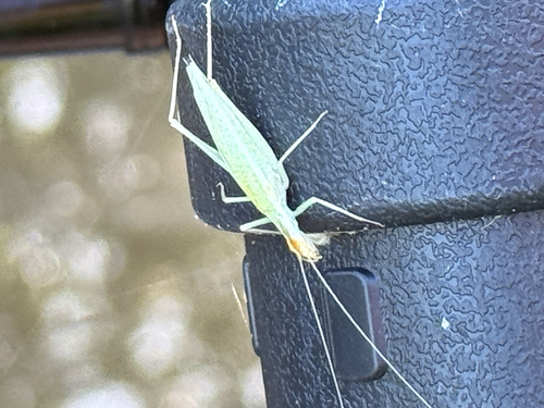 Narrow-winged Tree Cricket photo 5