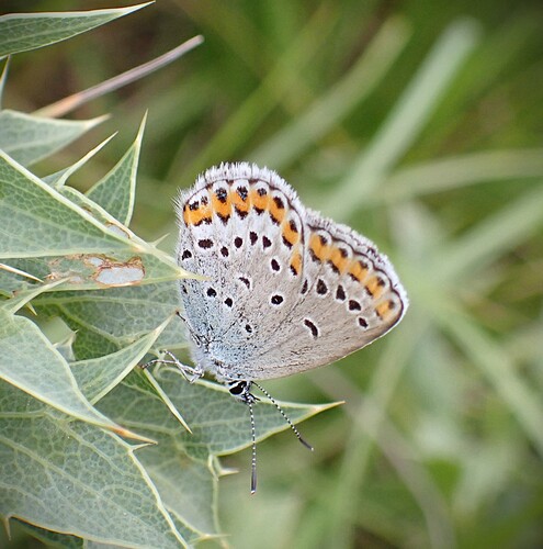 Reverdin's Blue