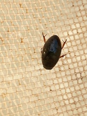 Tropisternus