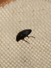 Tropisternus