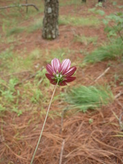 Cosmos scabiosoides