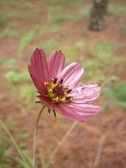 Cosmos scabiosoides