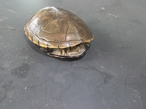 Yellow Mud Turtle
