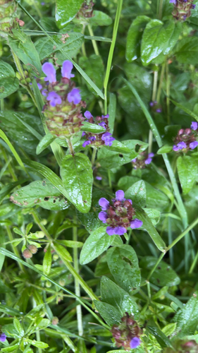 common selfheal