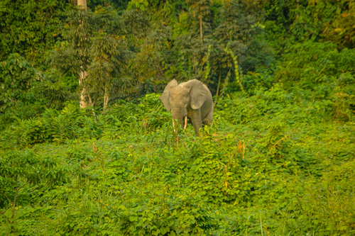 Forest Elephant