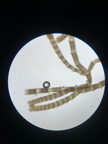 Centroceras clavulatum observed 2026-06-09