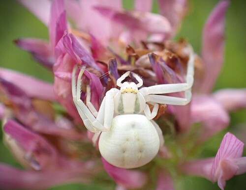 Goldenrod Crab Spider
