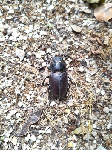 Lucanus cervus
