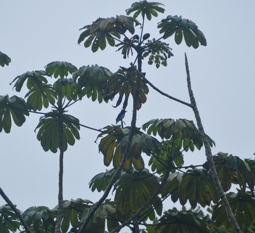 Black-and-white Shrike-flycatcher
