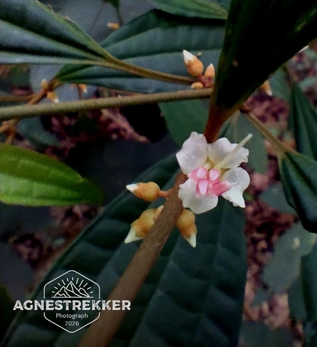 Blastus cochinchinensis, photograph 6