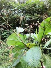Macrocarpaea valerioi