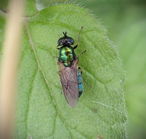 Broad Centurion Fly