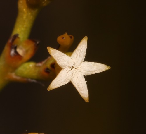 Image of Thesium euphrasioides by (c) Brian du Preez, some rights reserved (CC BY-SA)