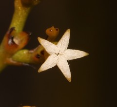 Thesium euphrasioides