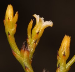 Thesium euphrasioides