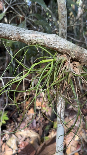 Bulbous Airplant
