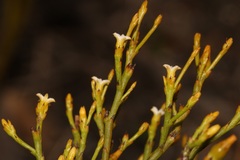 Thesium euphrasioides