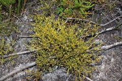 Thesium euphrasioides