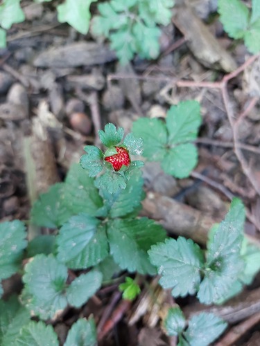 mock strawberry