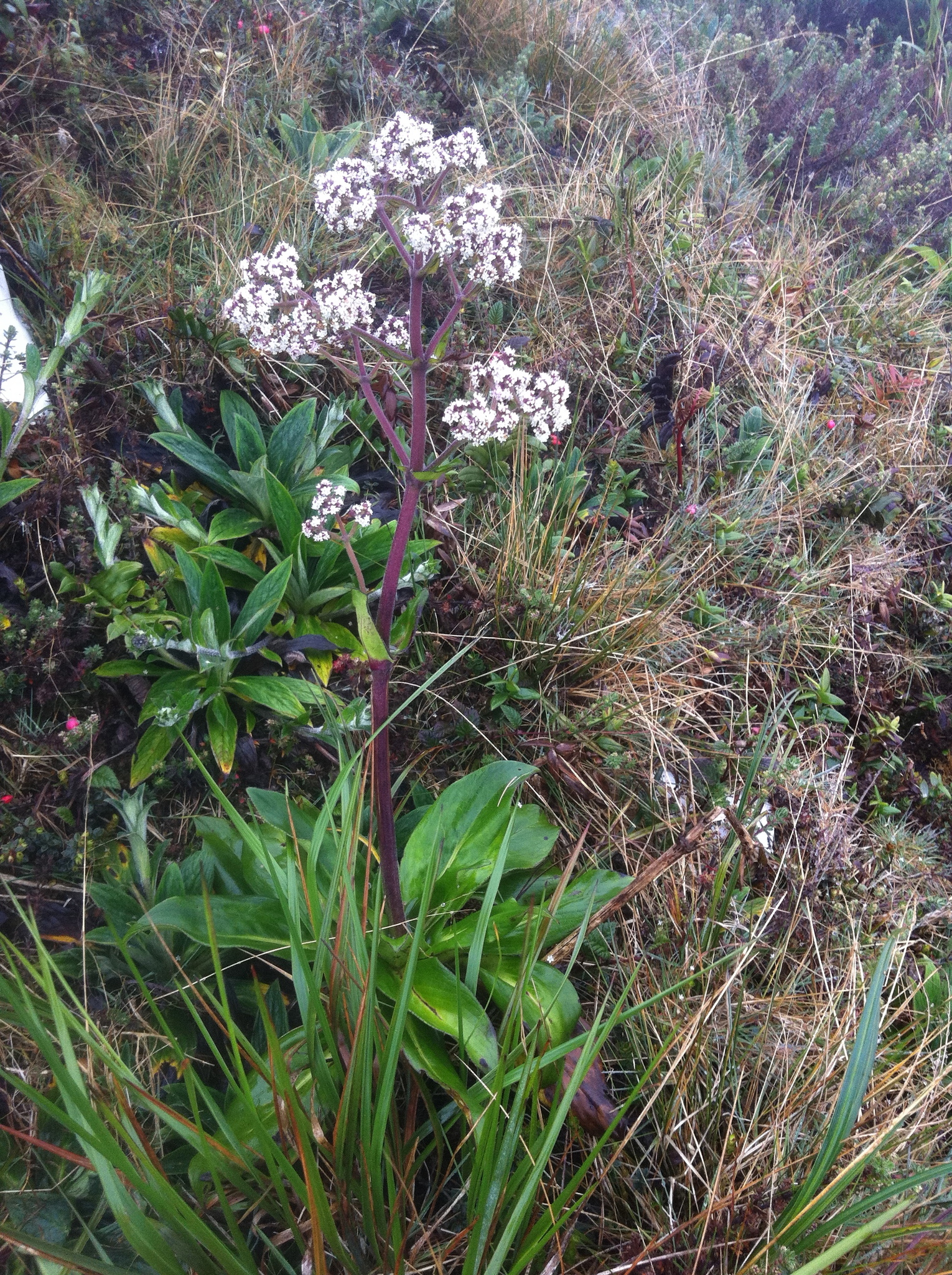 Valeriana pilosa image