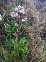 Image of Valeriana pilosa