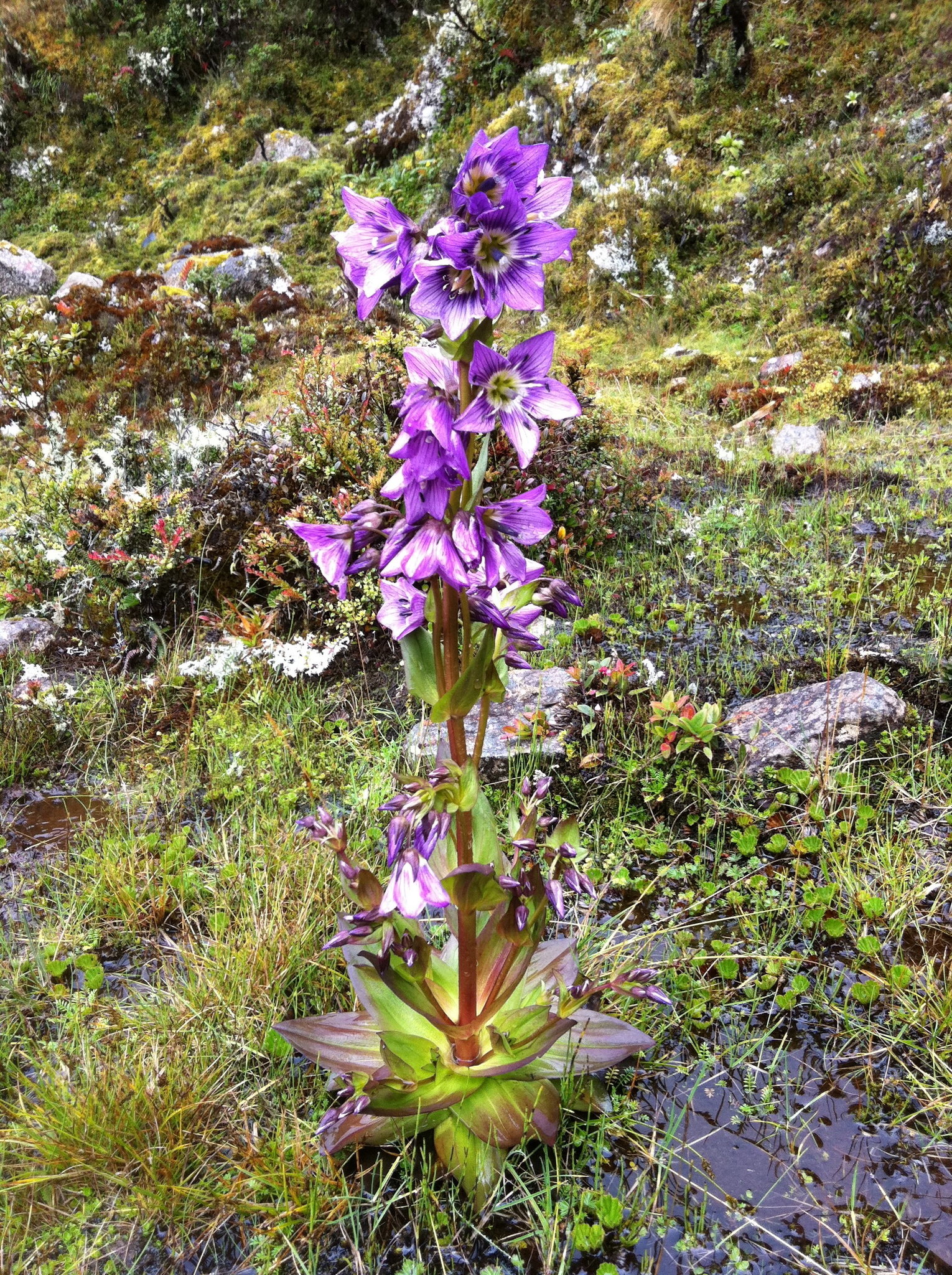 Gentianella profusa image