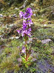 Gentianella profusa