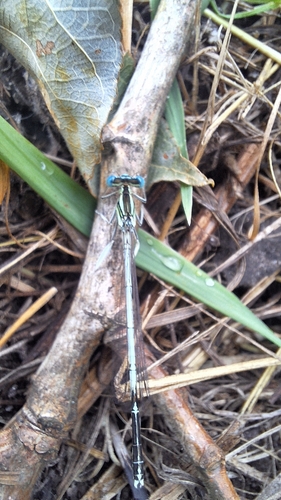 White Featherleg