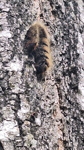Oak Eggar
