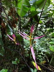 Heliconia aemygdiana
