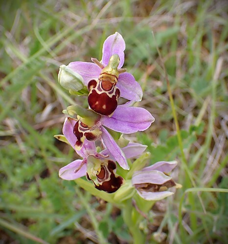 Bee Orchid