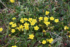Potentilla brauniana