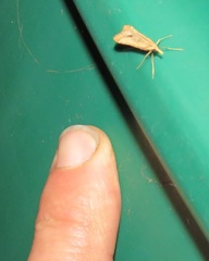 Diasemia monostigma