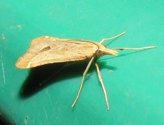 Diasemia monostigma