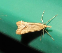 Diasemia monostigma