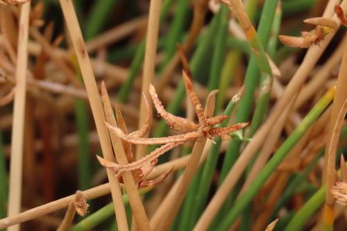 Cyperus laevigatus, photograph 4