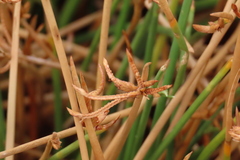 Cyperus laevigatus, photograph author not stated, no rights reserved