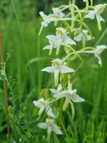 Greater butterfly-orchid
