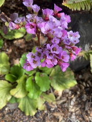Bergenia