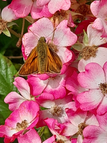 Large Skipper