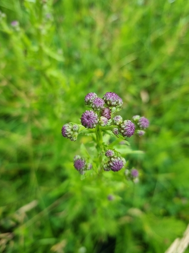 creeping thistle