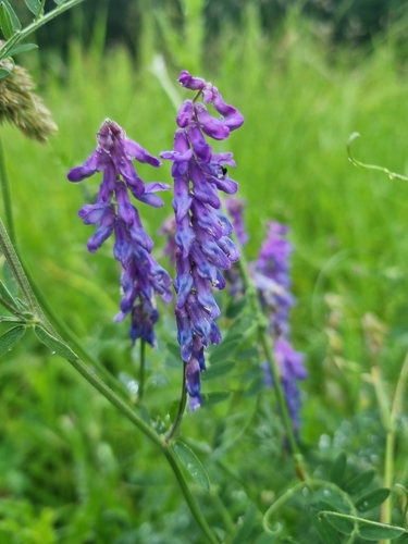tufted vetch