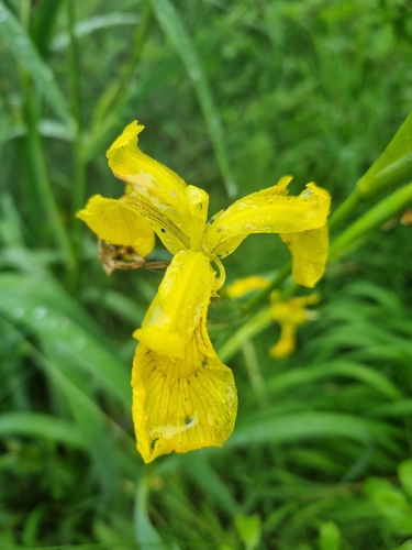 Yellow Iris